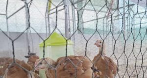 Insectos e hidropónicos, la alternativa para una alimentación animal más sostenible