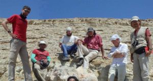 Una ballena gigante de hace 37 millones de años protagoniza la nueva ‘Paleoguía’ de la Fundación Dinópolis