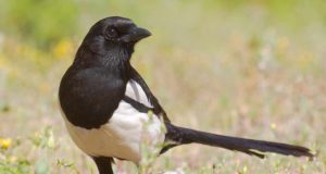 ¿Qué nos aportan las aves? La UA cuantifica los beneficios para el ecosistema y el bienestar humano