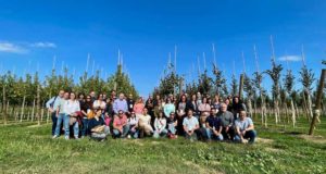 Xylella fastidiosa del olivo: más vigilancia y modelos epidemiológicos más efectivos para combatirla