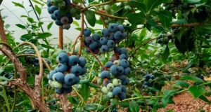 Nueva generación de colorantes rojos hechos con arándanos: son más estables