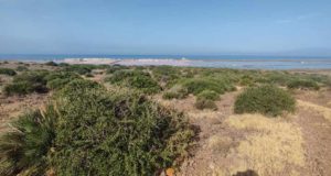 Artos: una reliquia de un pasado ambiental que hoy funcionan como islas de vida en entornos áridos