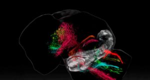 Descifran el mapa de conexiones del cerebelo con el resto del cerebro