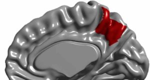 La parte del cerebro que nos hace humanos se completa antes de nacer