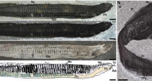 Una investigación sobre el origen de la estructura de los cordados primitivos, premio de la Fundación Dinópolis