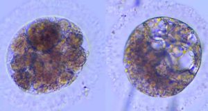 Los primeros embriones de lince producidos en laboratorio: con ovocitos de hembras atropelladas