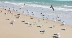 Las comunidades de aves costeras muestran signos de recuperación