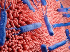 Descubren cómo una bacteria intestinal rompe un anticuerpo clave de las defensas humanas