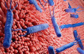Descubren cómo una bacteria intestinal rompe un anticuerpo clave de las defensas humanas