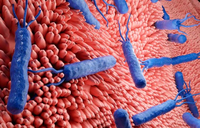 Descubren cómo una bacteria intestinal rompe un anticuerpo clave de las defensas humanas