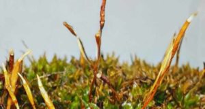 Tortula murciana, el musgo que se acaba de encontrar y que solamente se encuentra en Murcia