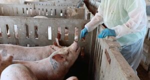 Un sistema de IA es capaz de detectar animales enfermos solamente con una muestra de saliva