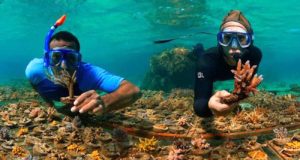 Esta universidad andaluza participa en la restauración de arrecifes de coral de las islas Seychelles