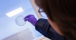 Crean un anticuerpo contra una peligrosa bacteria hospitalaria