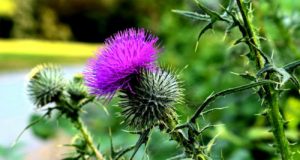 Crean un bioherbicida con nanotecnología a partir de un cardo silvestre