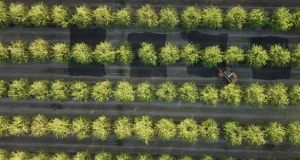 Tecnología por drones para mejorar la eficiencia del riego en almendros y otros cultivos leñosos