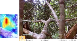 El primer algoritmo de inteligencia artificial para identificar animales en los árboles del Amazonas