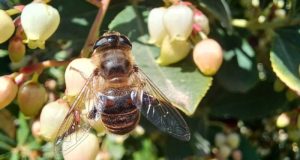 Los parques de Sevilla dan cobijo a más de 155 especies de polinizadores
