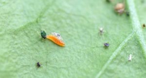 Las hormigas ponen en riesgo la lucha biológica contra los pulgones del pimiento