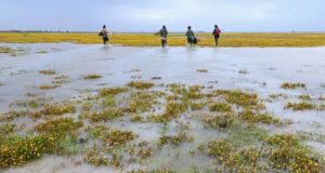 Doñana abre al público sus datos ambientales para estudiar la evolución de la marisma y el cambio climático
