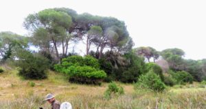 ¿Ha funcionado el modelo de gestión de Doñana? Un libro de la UHU analiza cuatro décadas de desarrollo