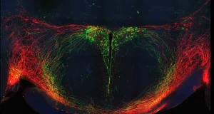 Descubren cómo se libera la ‘hormona del amor’ en en cerebro de ratones