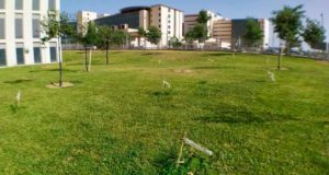 Participar en las plantaciones de árboles mejora el medio ambiente y también la salud mental