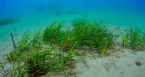 Nueva vida para las praderas submarinas del litoral malagueño