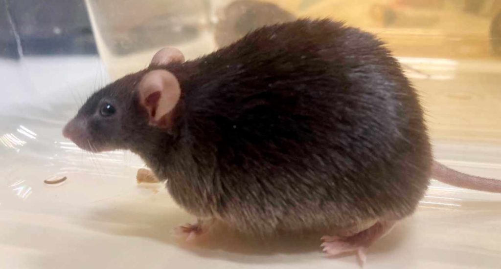 Un ratón notablemente obeso empleado en la investigación sobre la nefropatía diabética que financia la Fundación Séneca