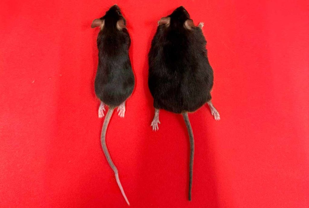 Un ratón sano y otro con obesidad provocada y diabetes para realizar los estudios sobre la nefropatía diabética.