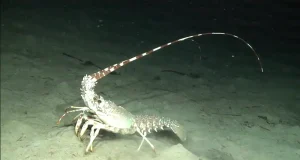 ¿Qué especies viven a 500 metros de profundidad en el Mediterráneo balear? Un robot del IEO desciende hasta allí para verlas