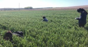 Aumentar la proporción de la agricultura ecológica contribuye a suelos más sanos y diversos