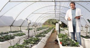 Las algas marinas tienen sustancias para hacer una agricultura resistente a la sequía