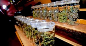 La ambigüedad y el vacío legal permitió la aparición de los clubes de cannabis