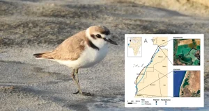 El chorlitejo patinegro recorre 2.500 quilómetros desde Cádiz hasta Mauritania