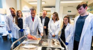 De la pescadería al ojo: crean implantes de córnea con un material fabricado a partir de escamas de pescado