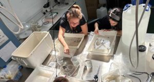 Un modelo más sostenible para la cría del langostino del Mediterráneo