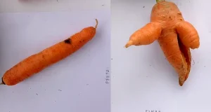 Las zanahorias, cuanto más feas, más saludables