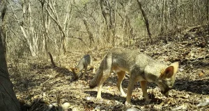 El deterioro de los bosques tropicales también afecta a la población de carroñeros