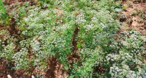 Identifican cinco tipos de semillas de anís con potencial para cultivar en España