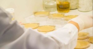 Un pequeño ARN es clave para que una bacteria sobreviva en ambientes extremos y elimine contaminantes