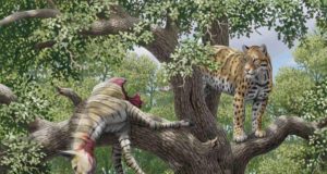 El estudio más completo de la evolución de los félidos de dientes de sable