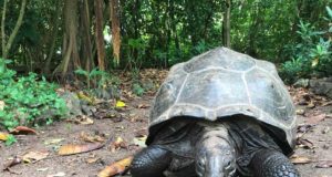 Éxito en la reintroducción de tortugas: se recuperan procesos ecológicos perdidos hace 180 años