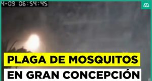 La ausencia de depredadores y las altas temperaturas del otoño en América del Sur pueden cronificar las nubes de zancudos
