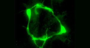 Las neuronas cambian su identidad y comportamiento según el entorno