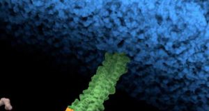 Descubren el “remache molecular” que hace resistentes a los antibióticos a una de las bacterias más peligrosas