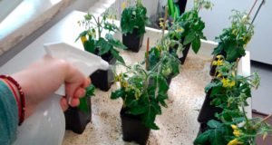 Un grupo de bacterias ejercen como un abono que aumenta la resistencia de los cultivos a la sequía