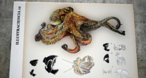 La similitudes evolutivas del pico del pulpo: una sorpresa en la UAL