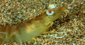 Estos langostinos son tan buenos como los de Huelva y serán los primeros criados en cautividad