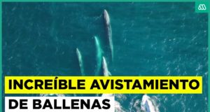 ¿Qué atrae a las ballenas a las costas de la Península de Hualpén en el sur de Chile?